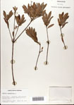 000077214-thumbnail.jpg