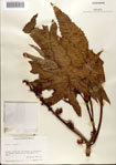 000078230-thumbnail.jpg