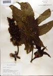 000078231-thumbnail.jpg