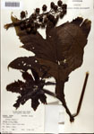 000078233-thumbnail.jpg