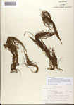 000078599-thumbnail.jpg