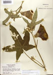 000079553-thumbnail.jpg