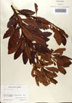 000080206-thumbnail.jpg