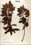 000080207-thumbnail.jpg
