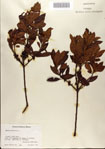 000080208-thumbnail.jpg