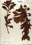 000080210-thumbnail.jpg