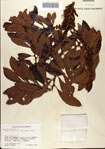000080324-thumbnail.jpg