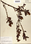 000080327-thumbnail.jpg