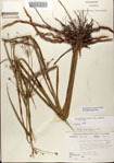 Rhynchospora