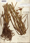 Rhynchospora