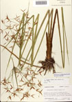 000080968-thumbnail.jpg