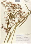 000080972-thumbnail.jpg