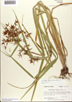 000081095-thumbnail.jpg