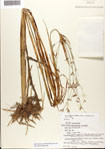 Rhynchospora