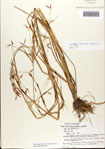 Rhynchospora