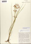 Rhynchospora