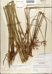000081106-thumbnail.jpg