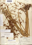 000081109-thumbnail.jpg