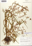 000081111-thumbnail.jpg