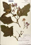 000081178-thumbnail.jpg