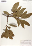 000081264-thumbnail.jpg