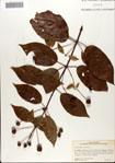 000081272-thumbnail.jpg