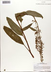 000081273-thumbnail.jpg