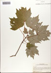 000081276-thumbnail.jpg