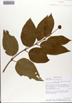 000081284-thumbnail.jpg