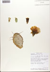 000081291-thumbnail.jpg