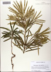 000081321-thumbnail.jpg