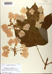 000081335-thumbnail.jpg