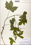 000081357-thumbnail.jpg