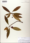 000081392-thumbnail.jpg