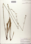 000081412-thumbnail.jpg