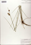000081453-thumbnail.jpg
