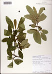 000081464-thumbnail.jpg