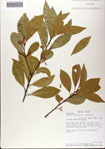 000081500-thumbnail.jpg