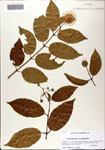 000081506-thumbnail.jpg