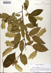 000081507-thumbnail.jpg