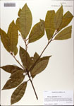 000081521-thumbnail.jpg