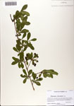 000081535-thumbnail.jpg