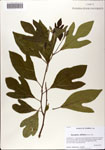 000081539-thumbnail.jpg