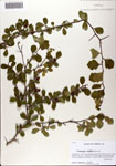 000081563-thumbnail.jpg