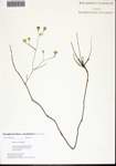Symphyotrichum