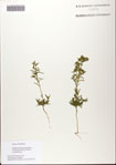 Polypremum