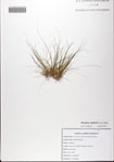 Eleocharis