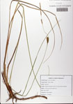 Carex