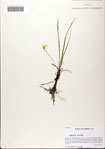 Hypoxis