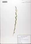 Polygala